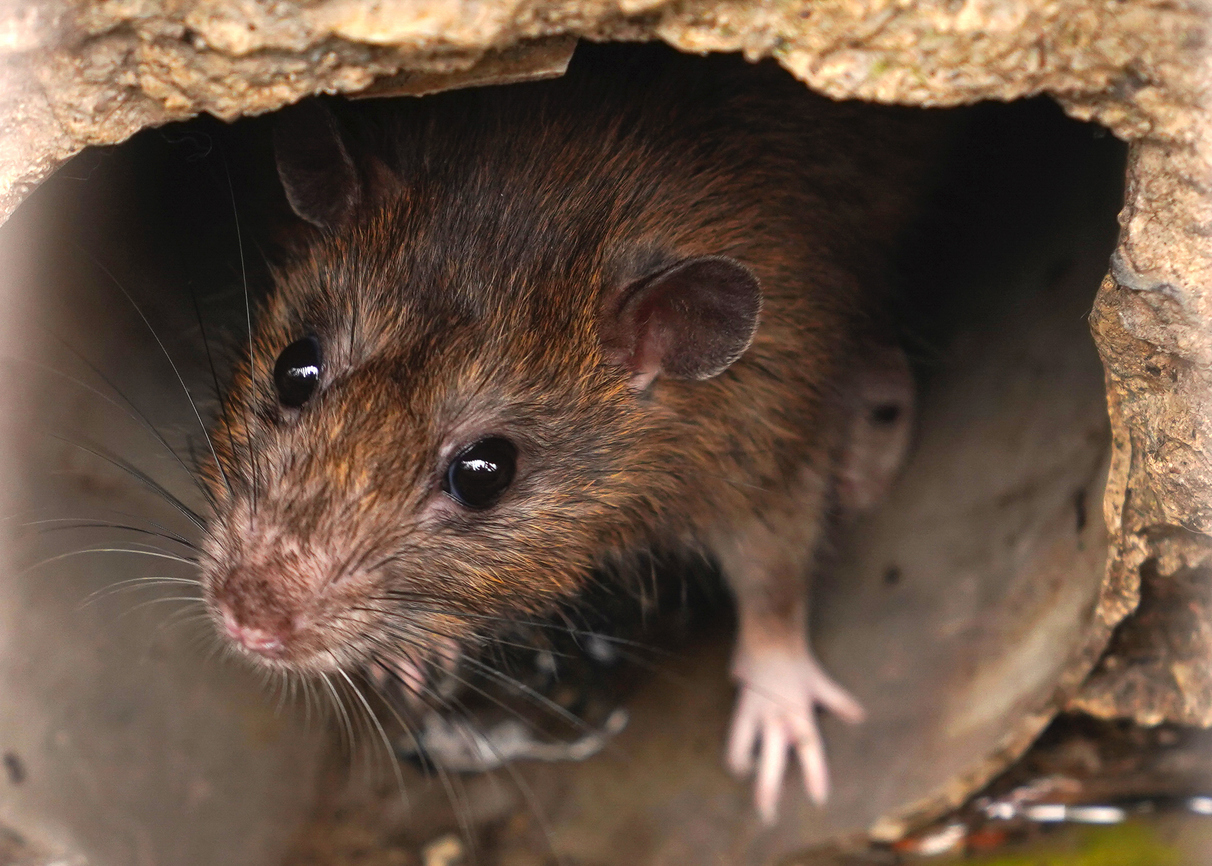 buffalo wild wings rat