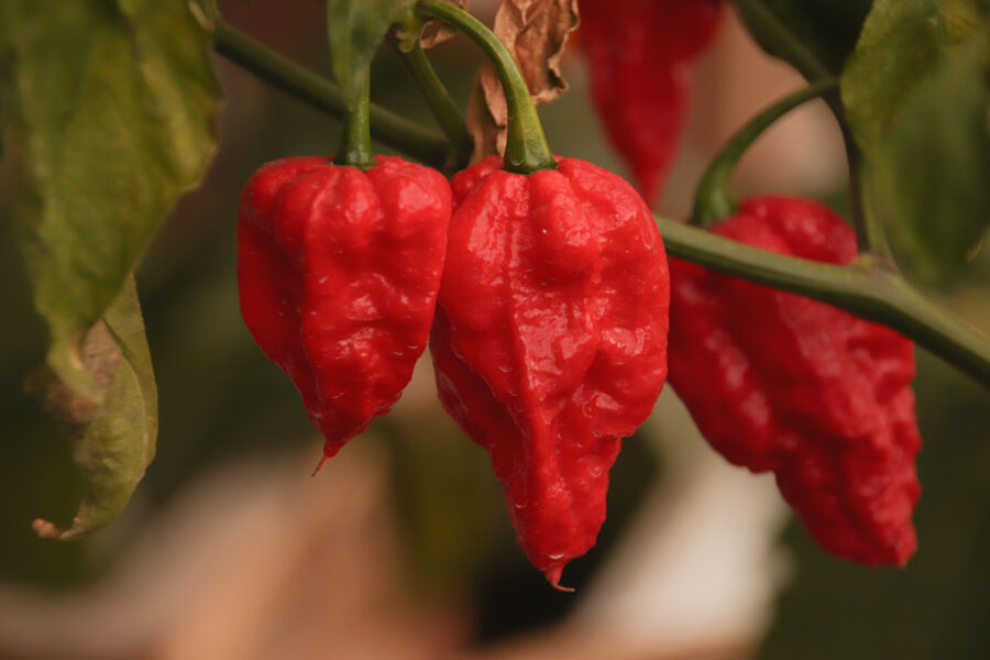 Close up of organic grown Ghost pepper or bhut jolokia