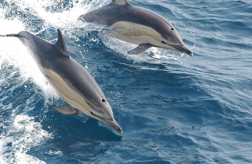 Two dolphins leap gracefully out of the bright blue ocean, creating splashes as they cut through the surface. Their sleek, shiny bodies are streamlined, and the water glistens under the sunlight.