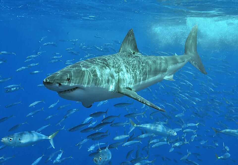 Large great white shark swimming confidently through a school of smaller fish in clear blue ocean water. Light from above creates shimmering reflections on the shark’s back as it glides forward.